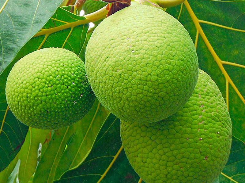 Breadfruit (Kadachakka)