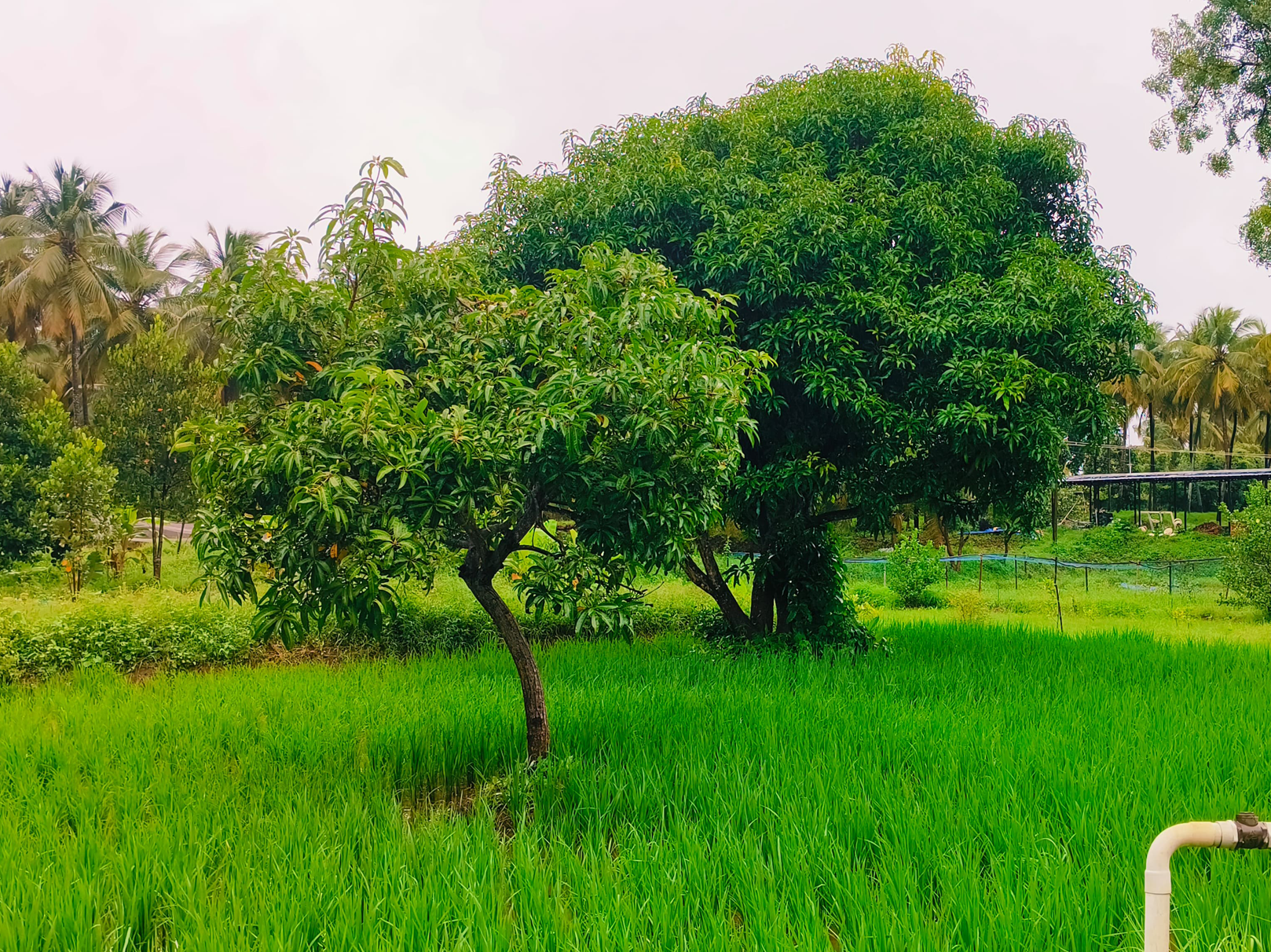 Sunvalley Farms, Palakkad